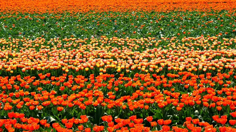 Bands of orange, yellow and pink tulips in a Dutch bulb field