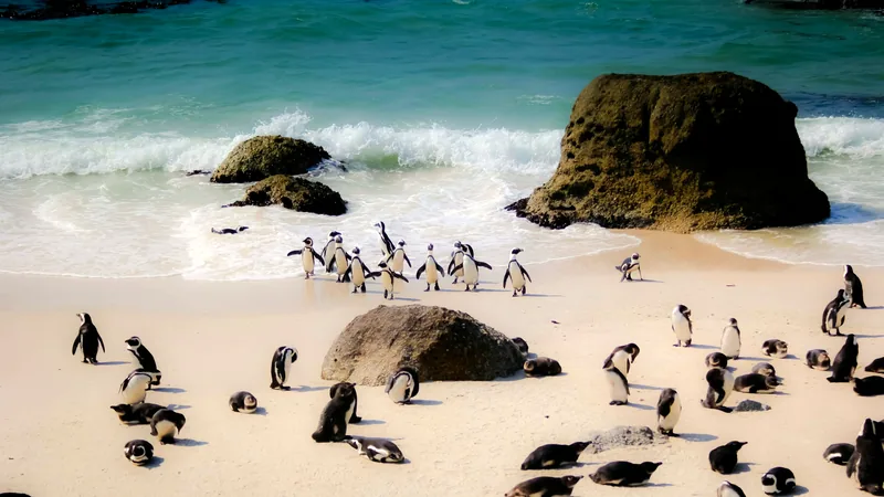African penguins on the white sand and granite boulders at Boulders Beach