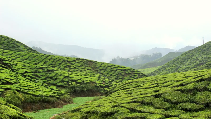 Rows of tea bushes covering the hills of the Cameron Highlands