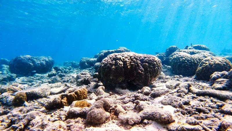 Coral and rock formations in clear shallow water lit by sunlight