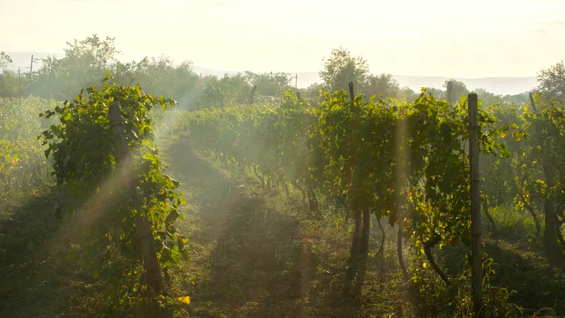 Rows of vines in golden light in the Kakheti wine country